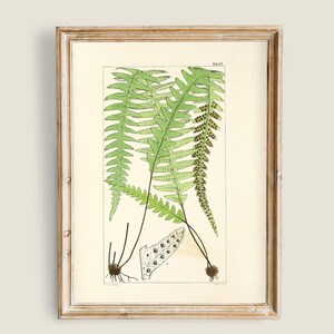 Vintage Fern Botanical Illustration, Antique Plant Print, Green Herbarium Plate, Cottagecore Nature Decor, Minimal Botanical Wall Decor