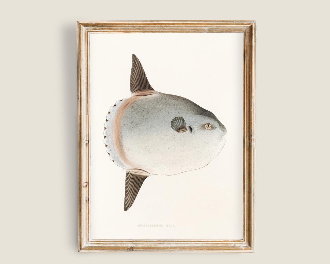 Vintage Mola Mola Sunfish Illustration, Antique Ocean Fish Plate ...