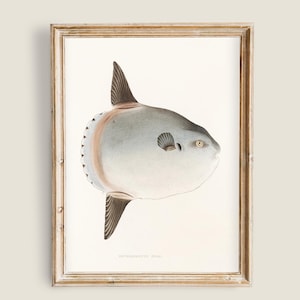 Puede incluir: Impresión vintage enmarcada de una ilustración de pez luna. La obra de arte representa el pez en tonos grises, blancos y marrones, sobre un fondo blanco. El marco es de color dorado envejecido. El pez luna es un pez grande y plano con cuerpo redondo.