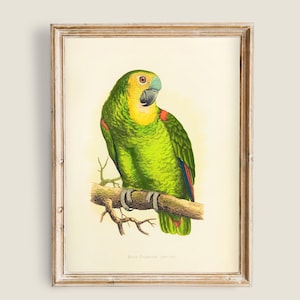 Puede incluir: Una impresión vintage enmarcada de un loro. El loro es principalmente verde con detalles amarillos y azules, posado en una rama marrón. La impresión tiene un fondo crema y está en un marco de madera.