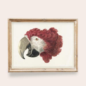 Puede incluir: Una impresión vintage enmarcada que presenta una ilustración detallada de la cabeza de un loro. El loro tiene un pico grande y curvo, una cabeza roja con plumas y una cara blanca. La obra de arte está enmarcada en un marco de madera de color claro, añadiendo un toque de elegancia clásica.