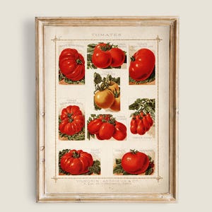 Vintage French Tomatoes Chart, Antique Botanical Tomato Varieties, Kitchen Garden Decor, Farmhouse Kitchen Wall Decor, Food Illustration