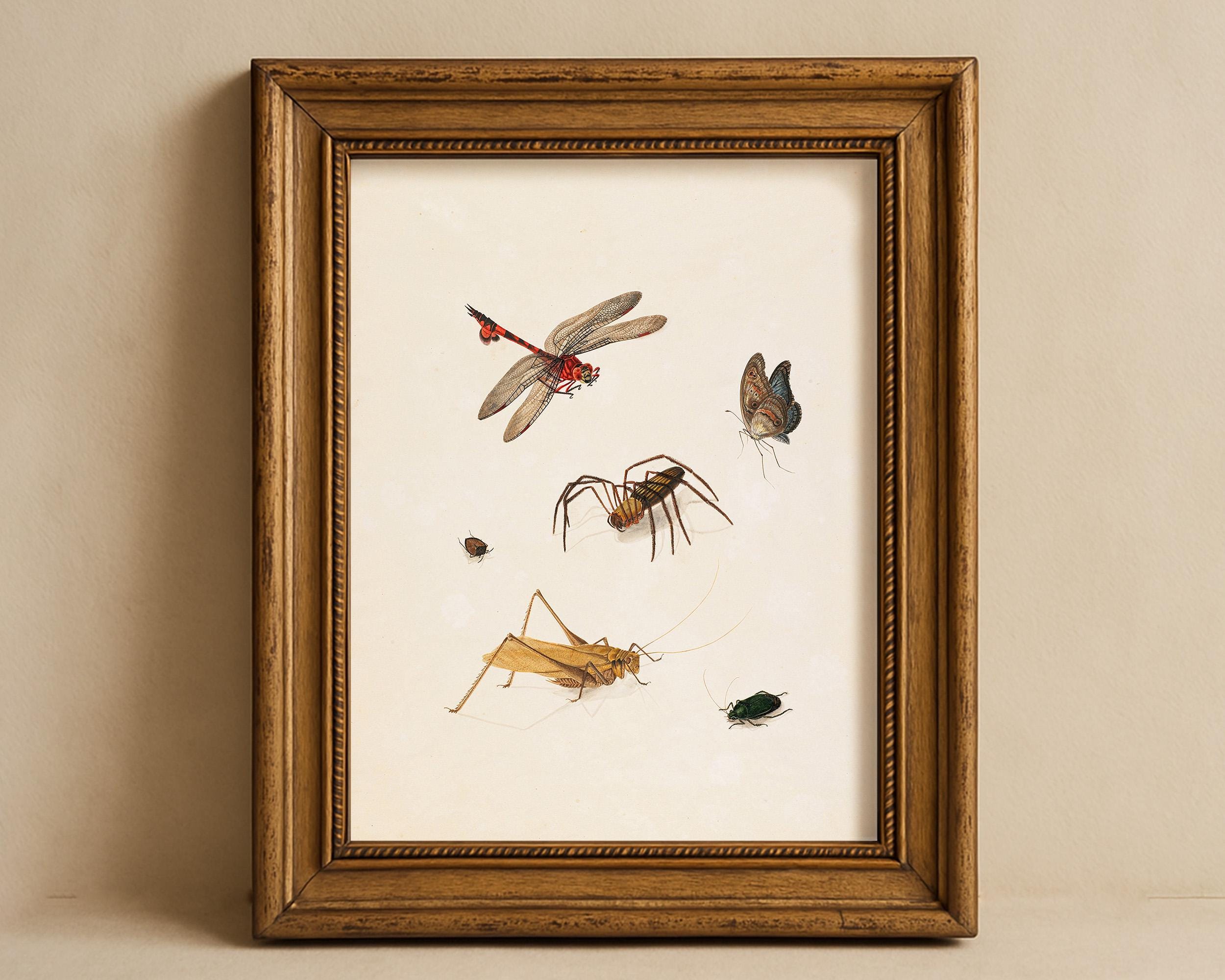 Vintage Insect Illustration Plate, Dragonfly Butterfly Spider, Antique ...