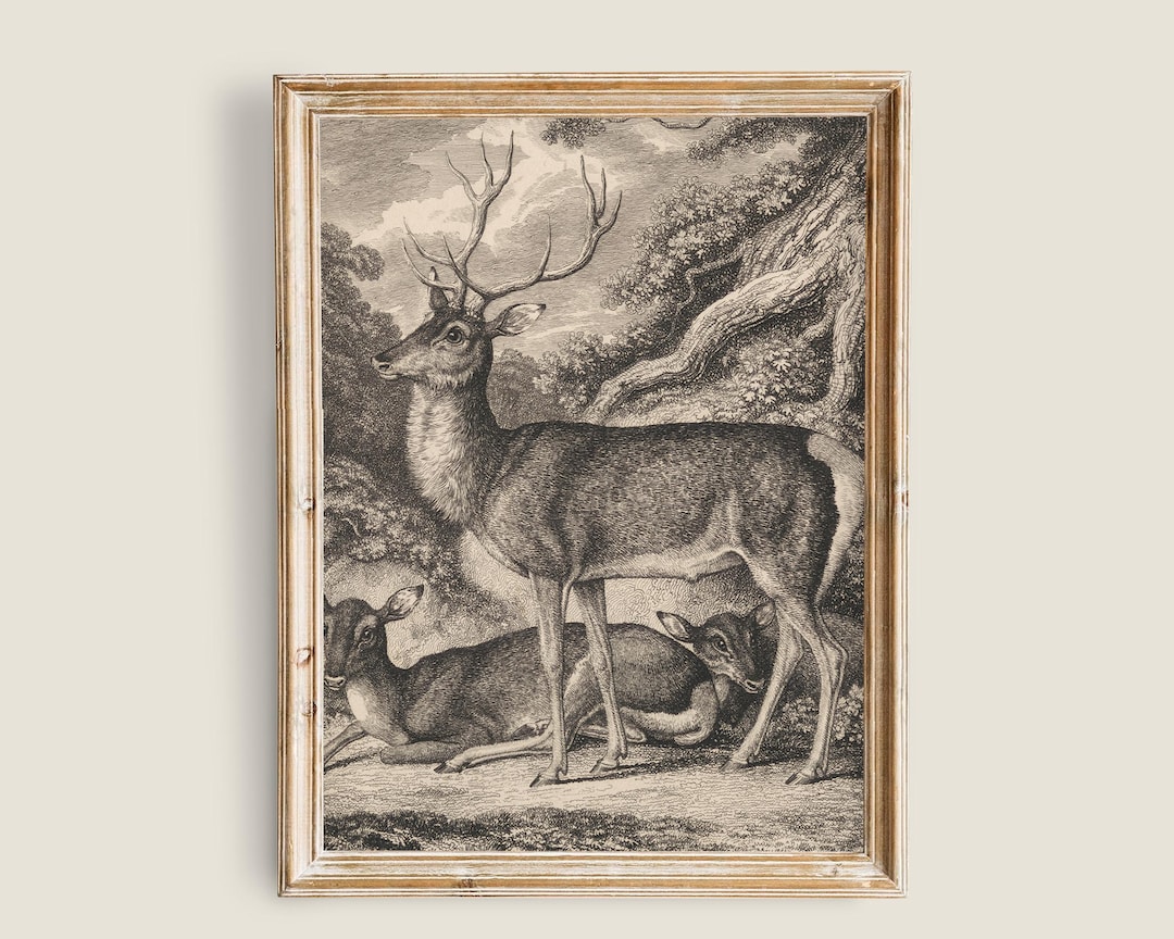 Vintage Stag and Deer Engraving, Antique Woodland Animal Illustration ...