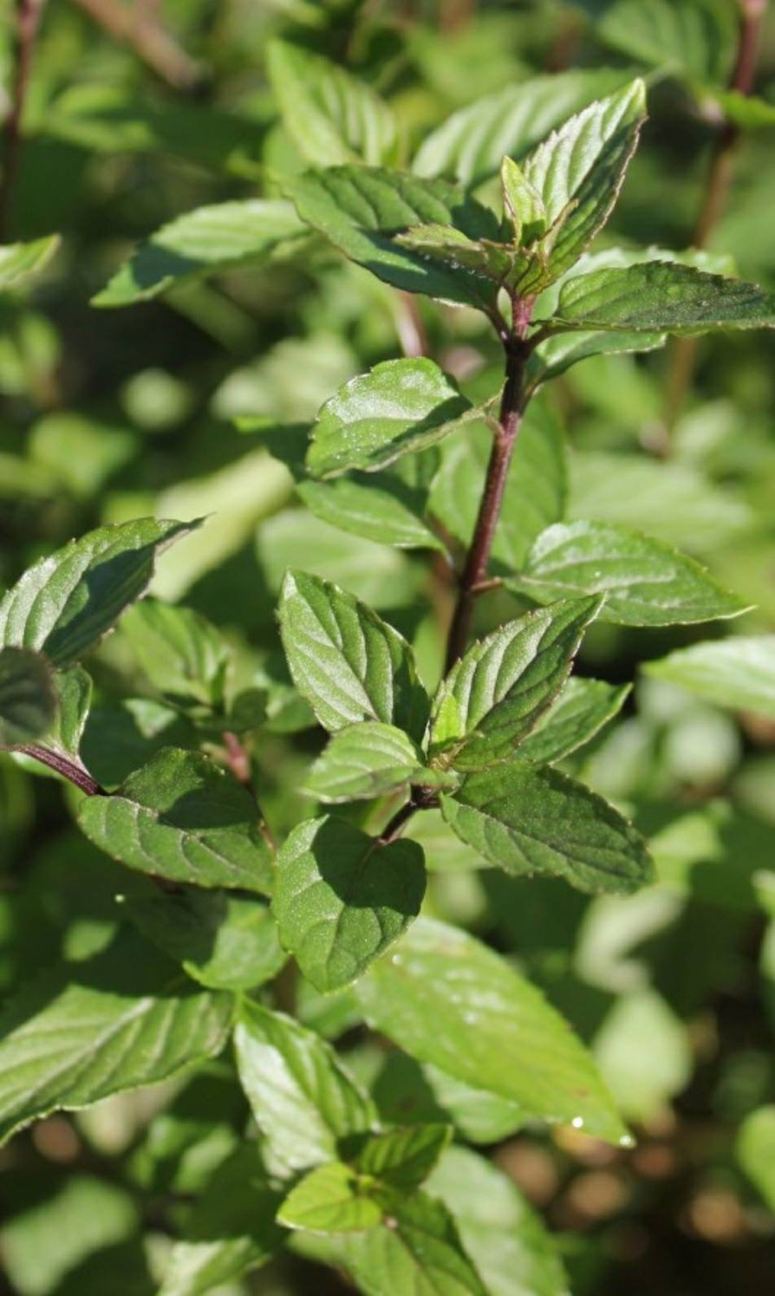 Chocolate mint Live Plant in a 3in pot healthy chocolate