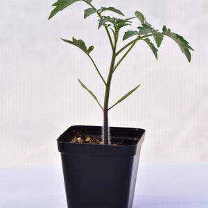May include: A young tomato plant in a square black plastic pot. The plant has a dark green stem and several branches with green leaves. The pot is sitting on a white surface against a white background.