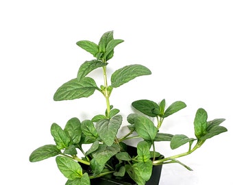 self heal plant, Prunella vulgaris plant Self-Heal Live Plant in a 3in pot, self heal plant