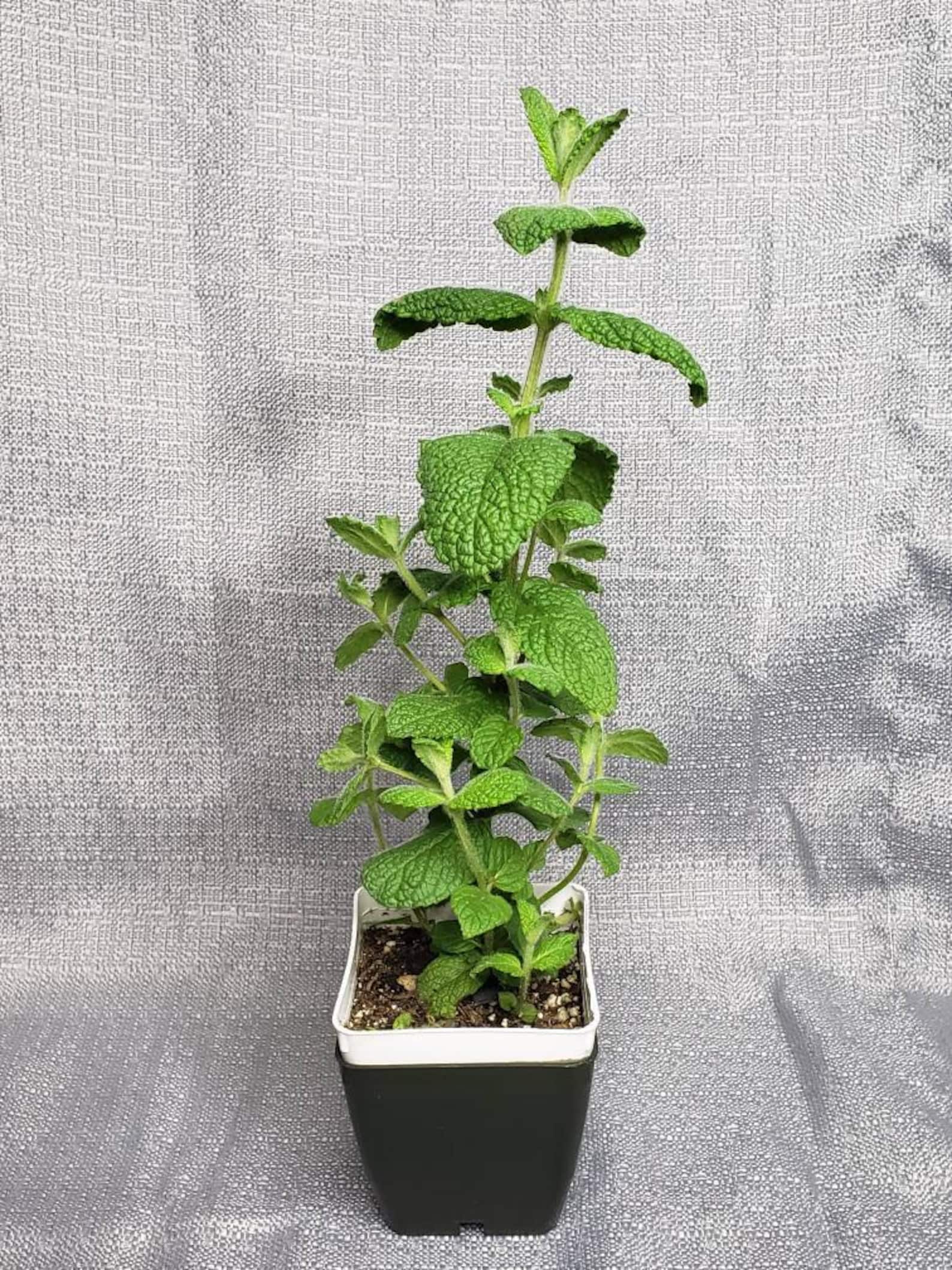 Pineapple mint Live Plant in a 3in pot pineapple mint plant Etsy