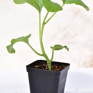 May include: A small green plant with large leaves in a black square pot. The plant has a single stem with several leaves. The pot is filled with soil. The background is white.