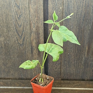 Bean Scarlet Runner (Phaseolus coccineus) in a 3 inch pot, very beautiful and healthy plant.