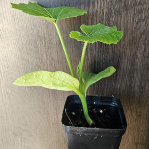 May include: A young green plant with broad, textured leaves growing in a small, square black plastic pot filled with dark soil. The plant features a central stem with several distinct leaves, including one lighter yellow-green leaf and two darker green leaves with visible veins and fine hairs on the stems.