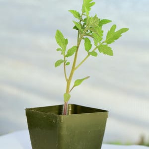 Chocolate Pear Tomato plant in a 3 inch pot, well rooted and ready for outdoor planting.