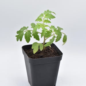 May include: A small green tomato plant growing in a black plastic pot. The plant has several leaves and a single stem.