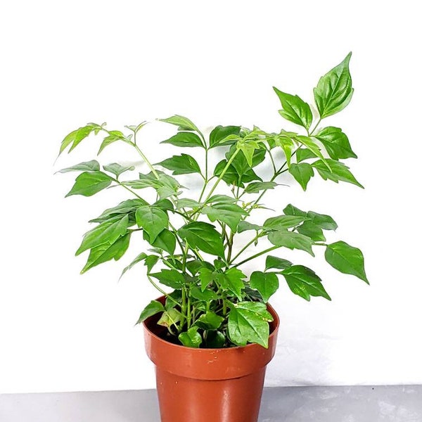 China Doll live Plant in a 3 Inch Pot (Radermachera Sinica) Beautiful Indoor Houseplant