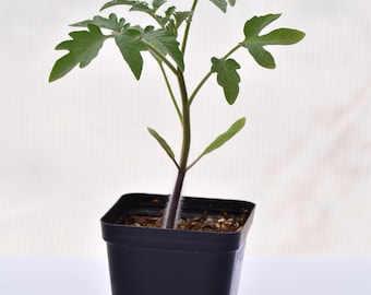 Blue beauty Tomato plant in a 3 inch pot, well rooted and ready for outdoor planting.