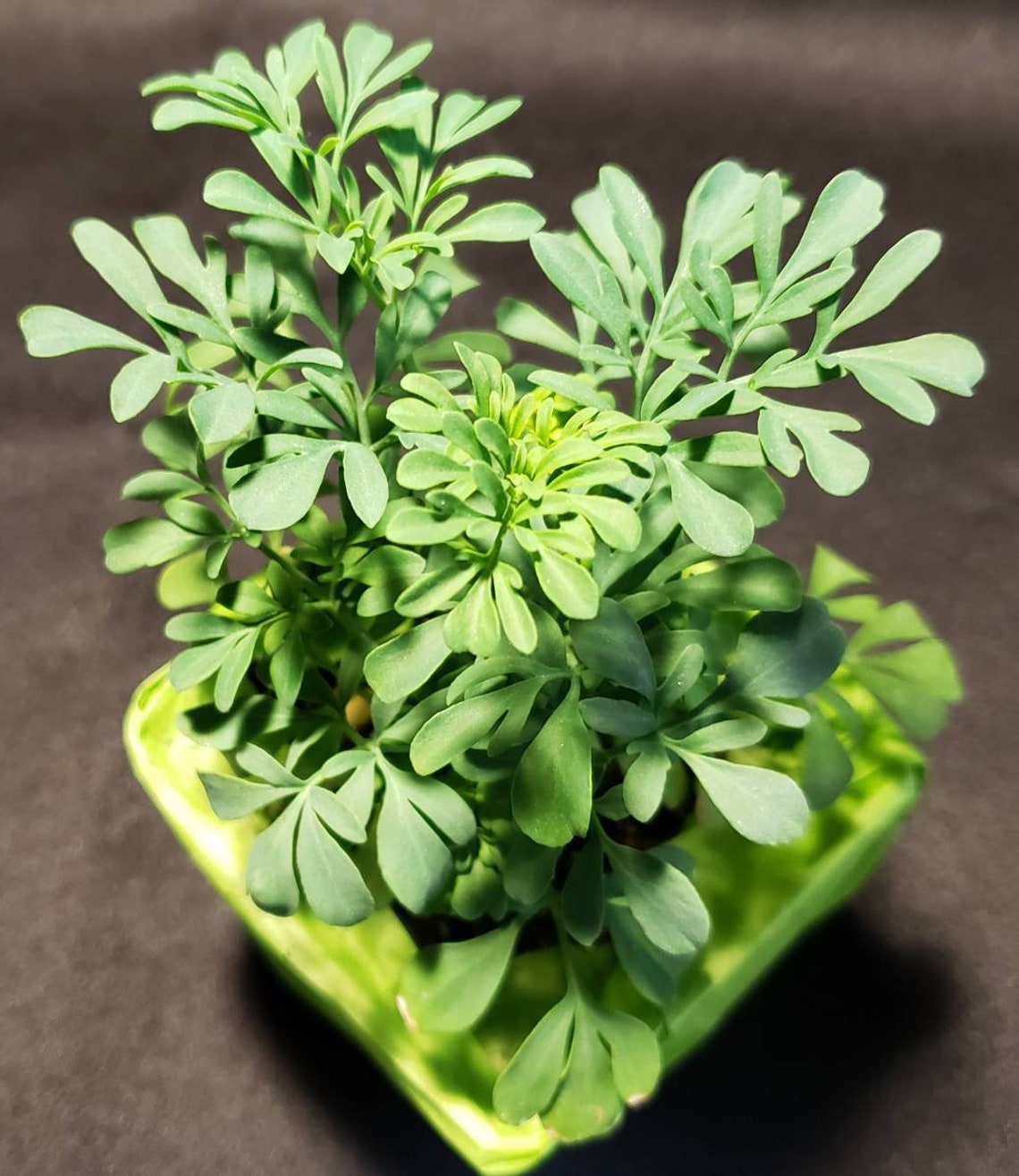 Rue Live Plant Ruda Plant in a 3in Pot Herb of Grace Common Etsy