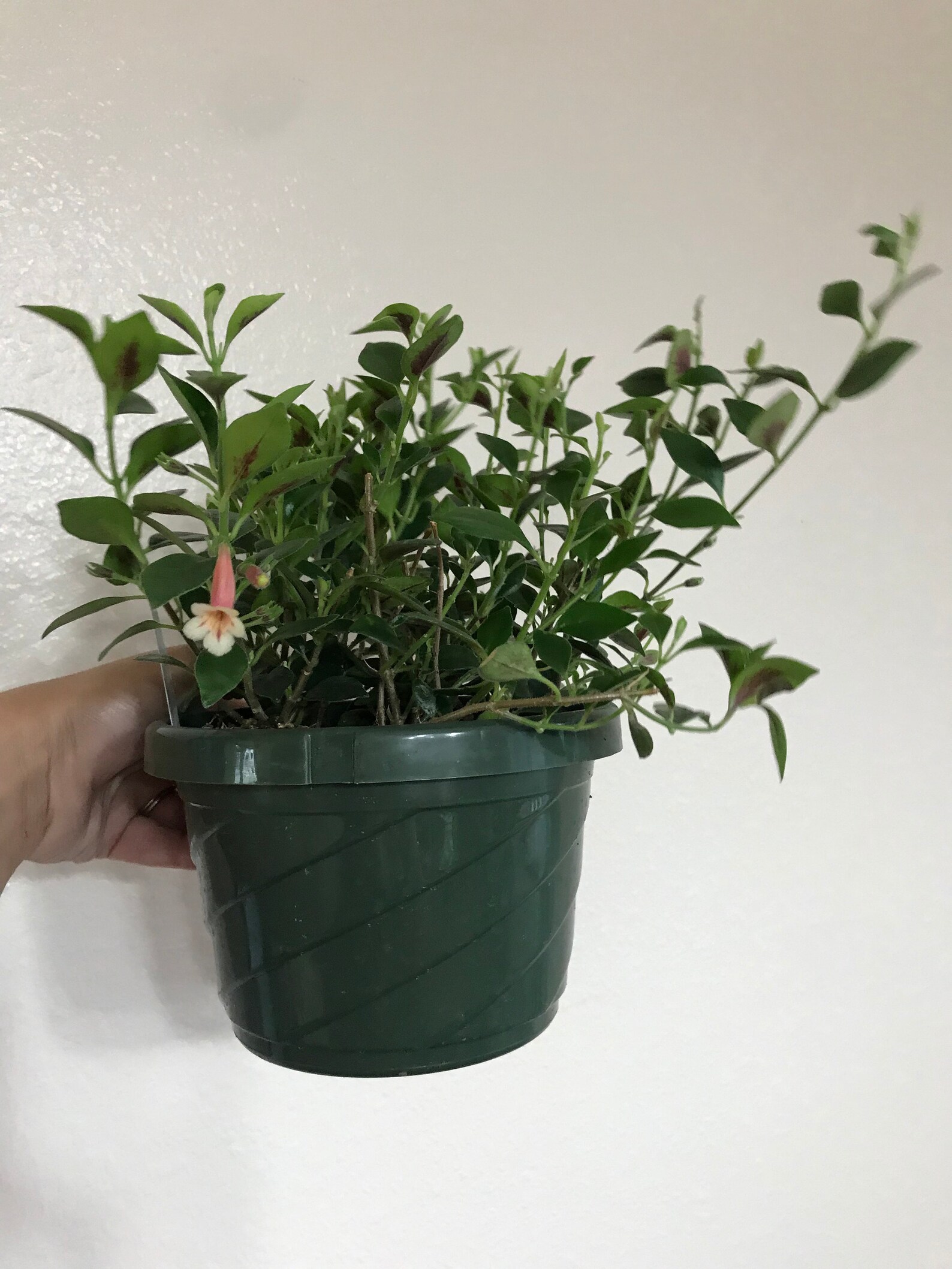 6 Codonatanthus Coral Crush Rare Goldfish plant Etsy