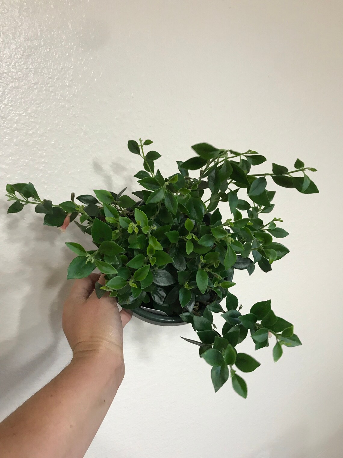 6 Codonatanthus Coral Crush Rare Goldfish plant Etsy