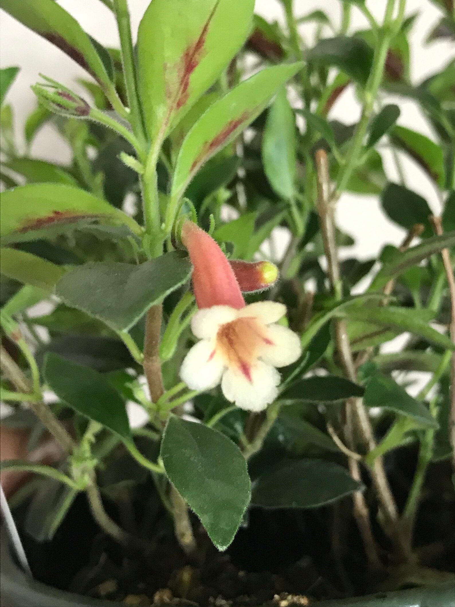 6 Codonatanthus Coral Crush Rare Goldfish plant Etsy