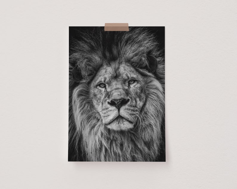 May include: A black and white photograph of a lion's face. The lion has a thick mane and is looking directly at the camera.