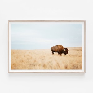 Printable Bison Photography, American Buffalo Photography, Bison Print, Bison Wall Art, Photography_18