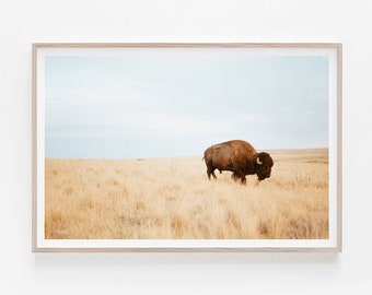 Printable Bison Photography, American Buffalo Photography, Bison Print, Bison Wall Art, Photography_18