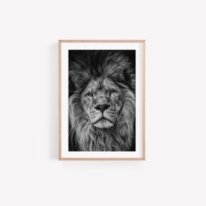 May include: A black and white photograph of a lion's face. The lion is looking directly at the camera with a serious expression. The lion's mane is thick and full, and its fur is soft and fluffy.