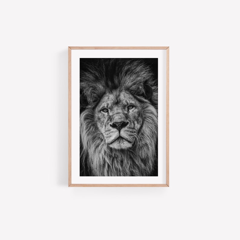 May include: A black and white photograph of a lion's face. The lion is looking directly at the camera with a serious expression. The lion's mane is thick and full, and its fur is soft and fluffy.