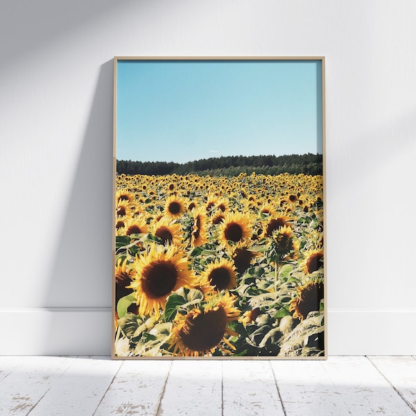 Sunflowers printable Wall Art, Sunflowers field photography, Digital download sunflowers, Ready to print in Your home photography
