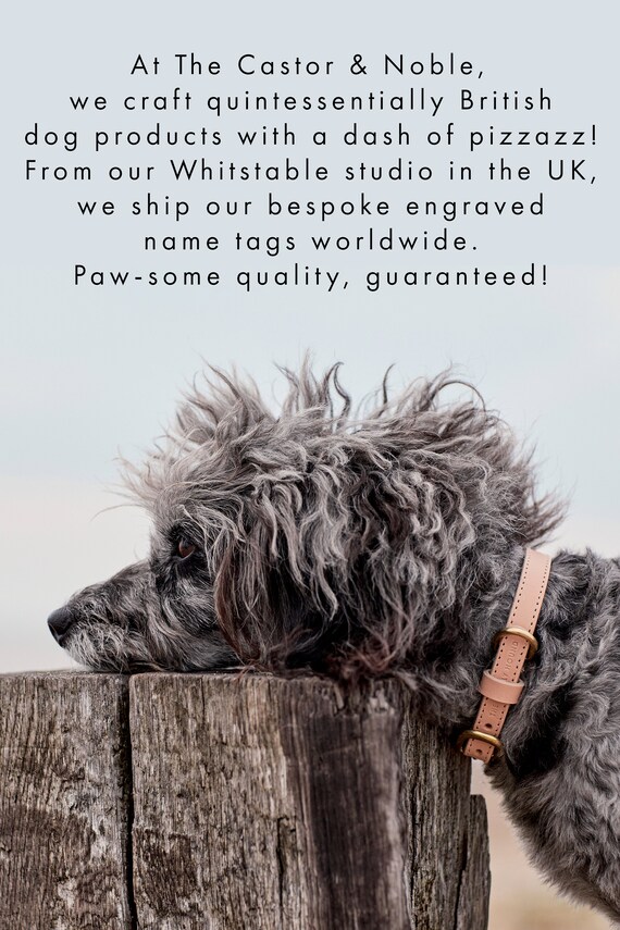 Should You Put Your Dogs Name On Their Tag Uk