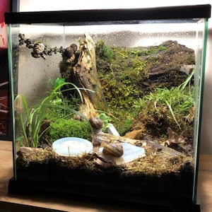 Pet Snails Terrarium 12&#39;x12&#39;x12&#39;, Made of Glass | Pet Snail Enclosure for Giant African Snail, Helix Pomatia, Helix Aspersa, Milk Snails etc