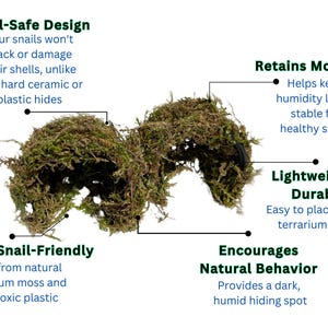 Könnte beinhalten: Zwei Klumpen grünes Moos, ideal für ein Schnecken-Terrarium. Das Moos ist ein natürlicher, sicherer und haltbarer Unterschlupf für Schnecken. Es hilft, Feuchtigkeit zu speichern und fördert natürliches Verhalten.