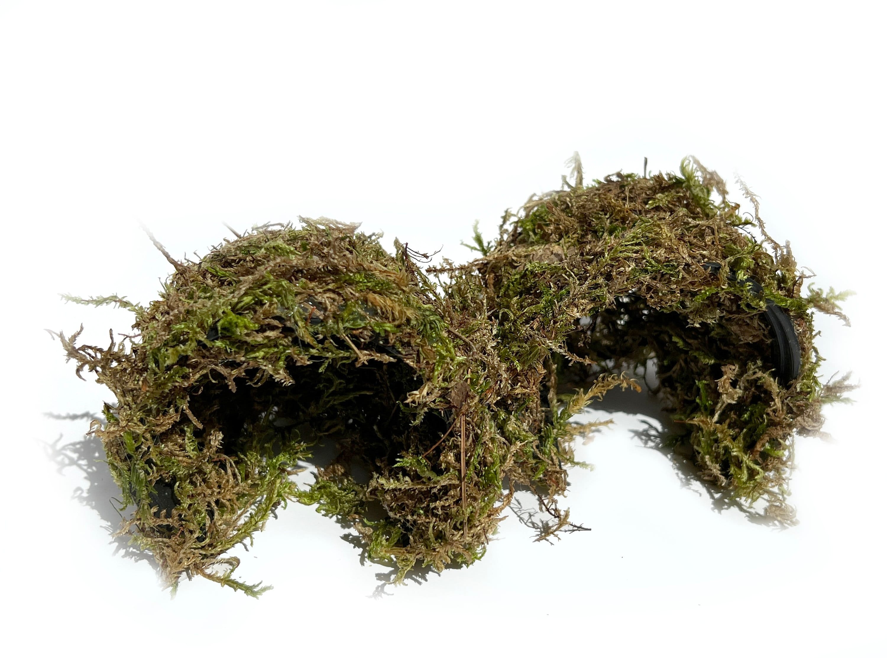 Pet Snail Terrarium Kit + 50% OFF Discount Card for Buying Helix