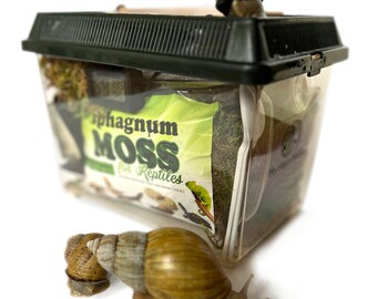 HELLOS ヘロス Snail Shelter（Charcoal Green） Pet Snail Terrarium Kit + 50% OFF Discount Card for Buying Helix