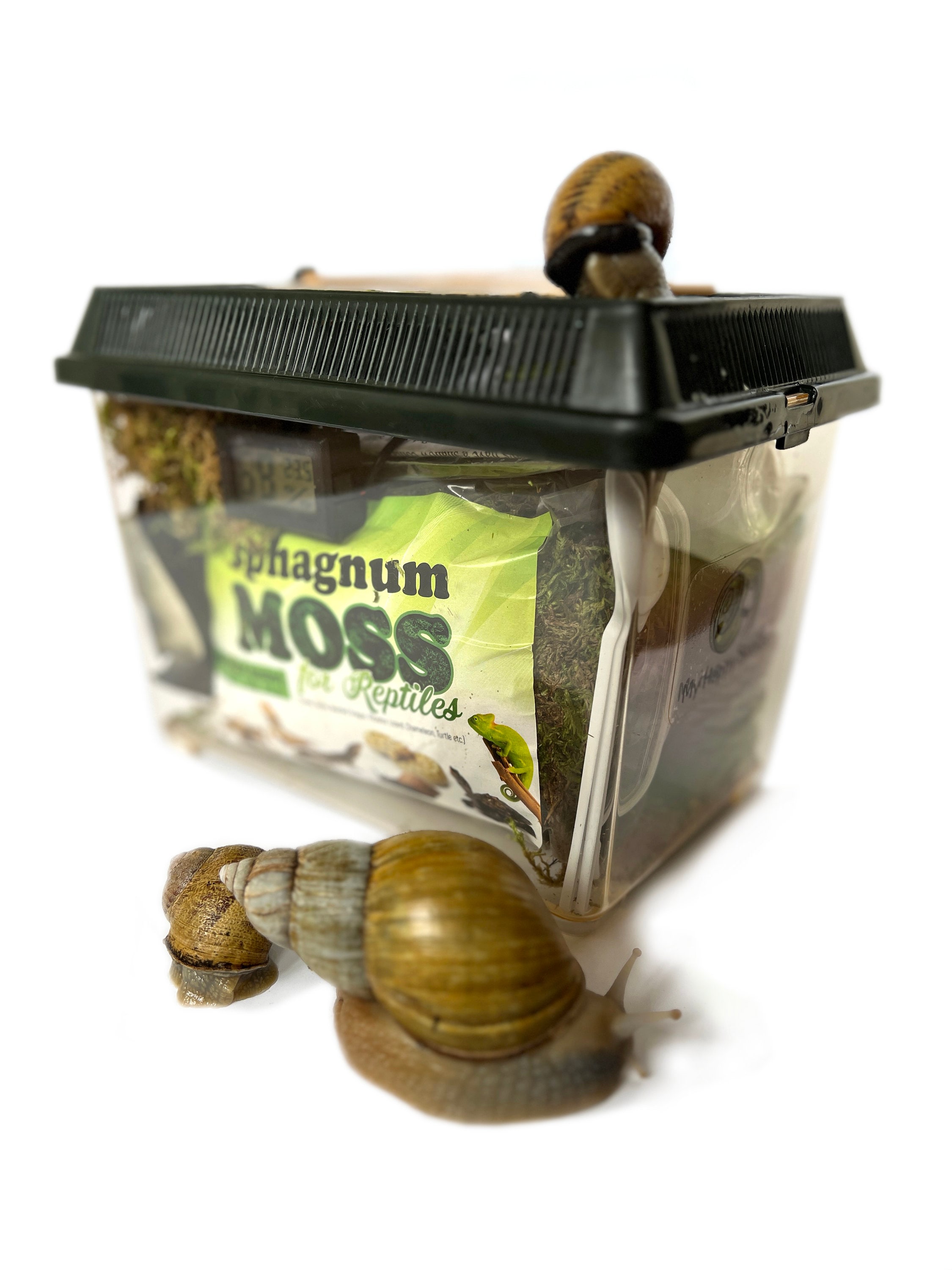 Pet Snail Terrarium Kit + 50% OFF Discount Card for Buying Helix