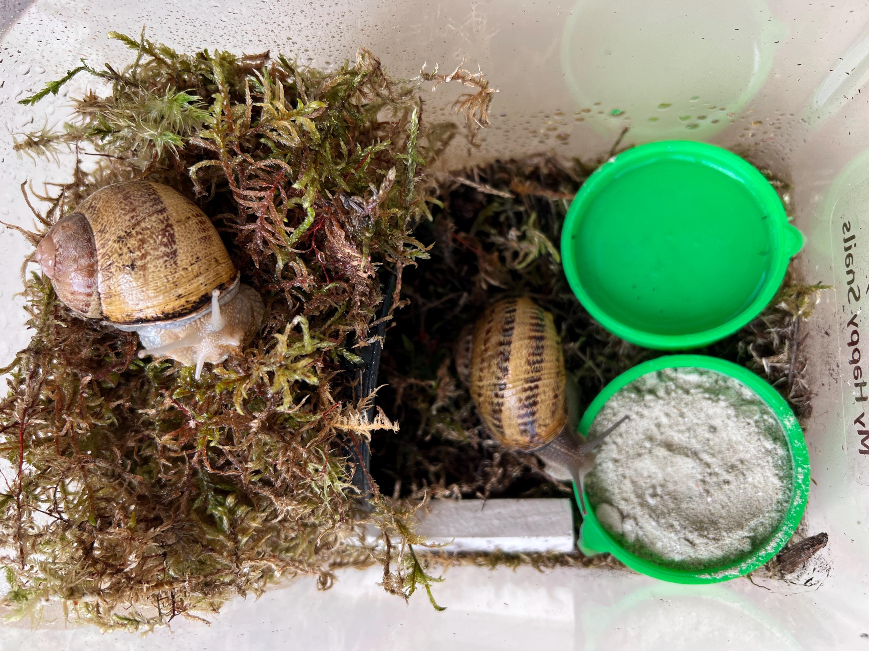 Small Mini Terrarium for Land Snails | Pet Snail Enclosure for