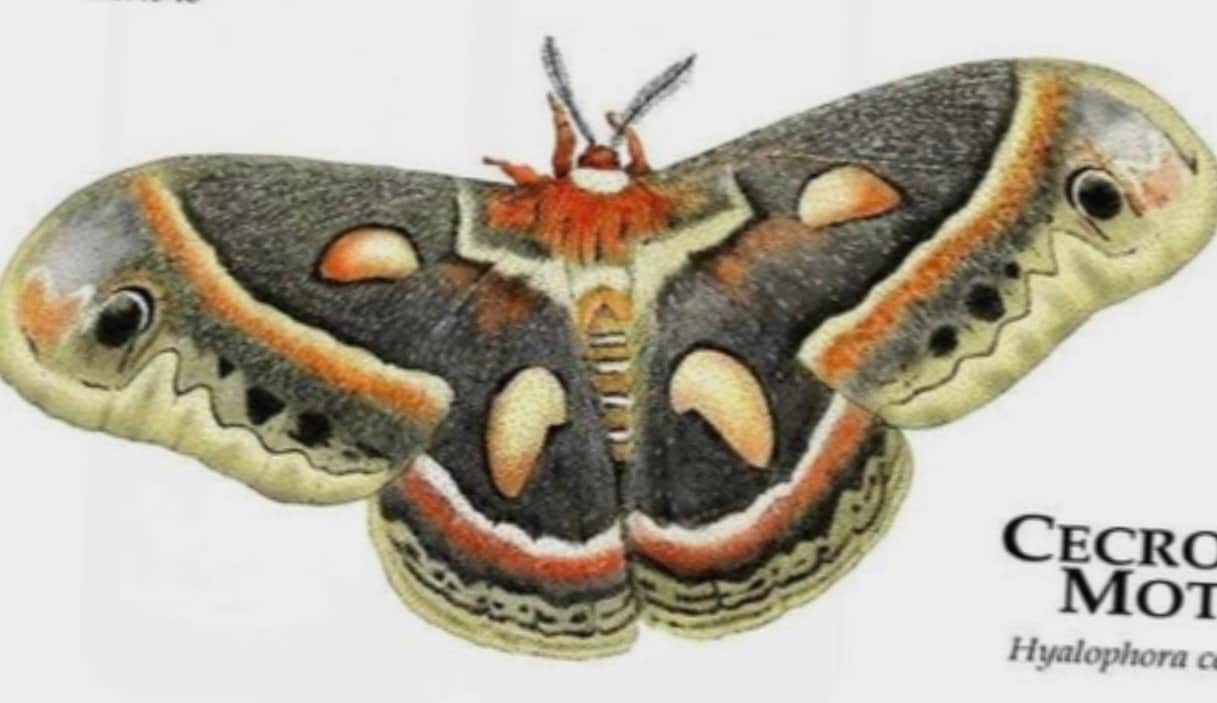 Cecropia Moth Stained Glass Pattern PDF Digital File - Etsy