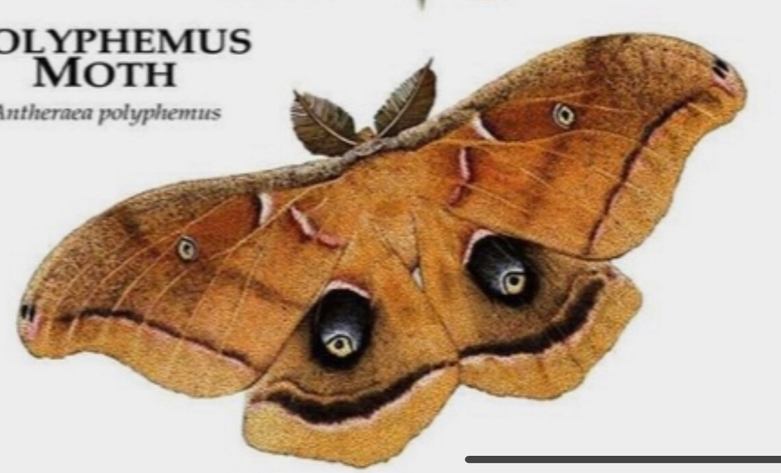 Polyphemus Moth Stained Glass Pattern PDF Digital File - Etsy