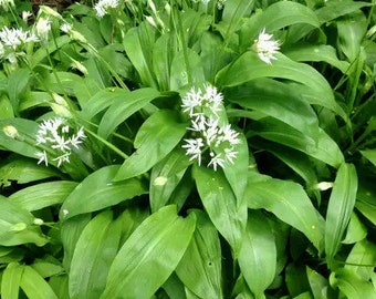 10x Wild garlic bare root plants/ bulbs + 20 free seeds!  ( Allium ursinum ) EU Customers only! Few sets available only!