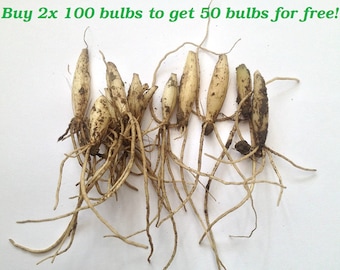 100x wild garlic bulbs + 150 free seeds!  ( Allium ursinum ) Cheapest in EU ! High quality! Few sets available only!