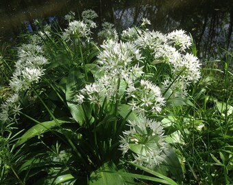 40x wild garlic  bulbs/ plants + 100 free seeds!  ( Allium ursinum ) Cheapest in EU ! High quality! Few sets available only!