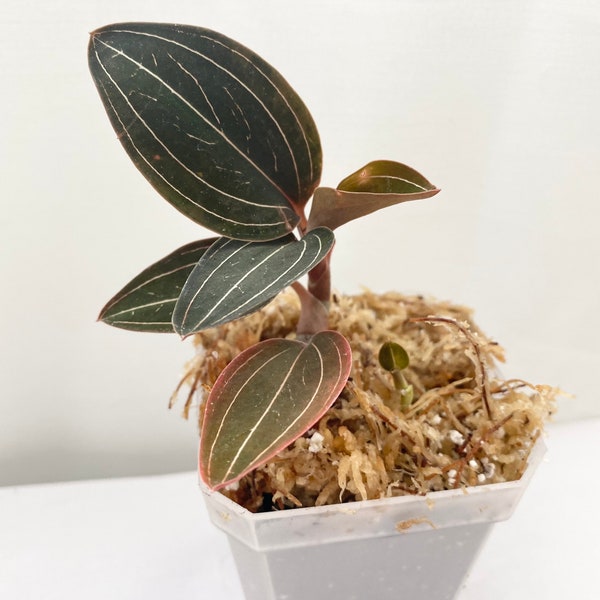 Jewel Orchid (Ludisia Discolor) Blooming Size