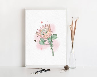 Protea King Pink Australian Flowers Natural Fresh Canvas Print A3