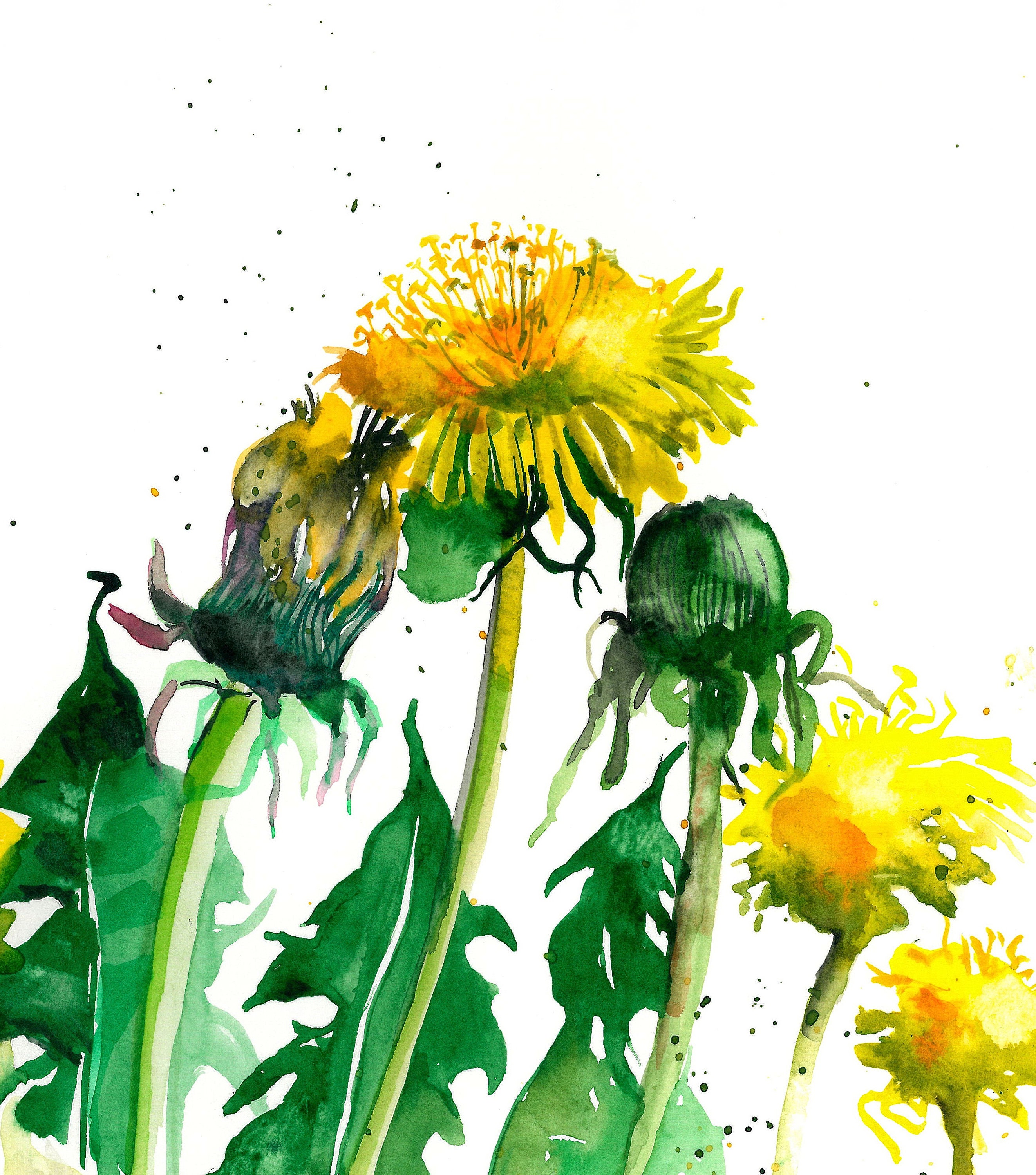 Dandelions Watercolor Painting Flowers Wall ArtBeautiful Etsy