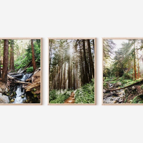 Big Sur Redwoods photo print set of 3, nature gallery wall set, mountain photo prints, Fall photo prints, Big Sur wall art printable