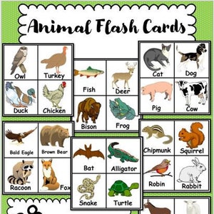 Animal Flash Cards