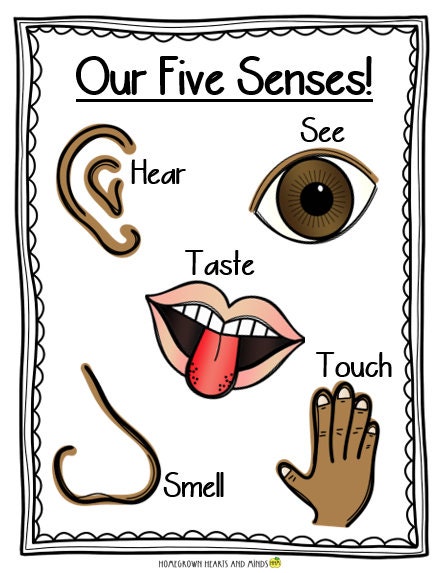 My Five Senses With Apples - Etsy