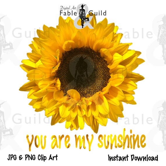 Free Free 117 Transparent Background Realistic Sunflower Svg SVG PNG EPS DXF File
