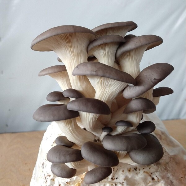 Organic Ready to Fruit Oyster Pleurotus Ostreatus Blocks DIY Mushroom Grow Kit// FREE SHIPPING!