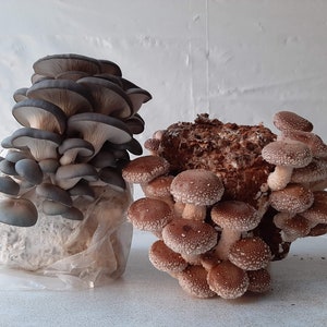 Variety Pack READY TO FRUIT Organic Shiitake and Oyster Mushroom Grow Kit
